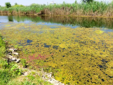 Su kirliliği çevre, su çiçeklenme. Yosun büyümesini kalın tabaka desen su üzerinde arka plan doku yüzey doğa şekillendirme