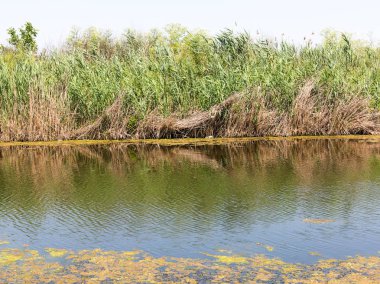 Su kirliliği çevre, su çiçeklenme. Yosun büyümesini kalın tabaka desen su üzerinde arka plan doku yüzey doğa şekillendirme