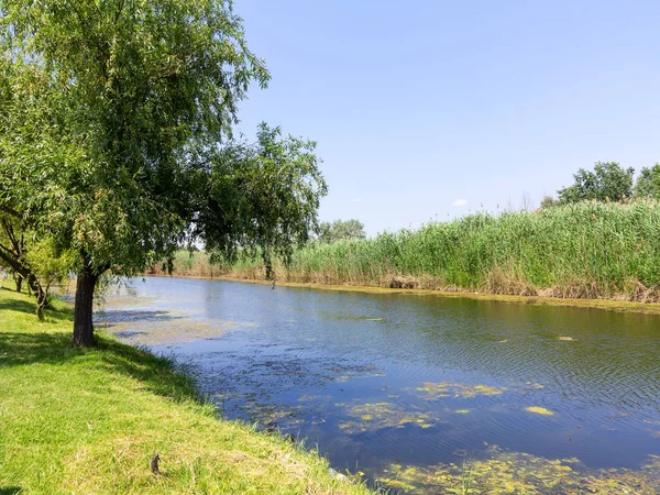 Contaminación Del Agua Ambiental Agua Flor Crecimiento Algas Formando Patrón — Foto de Stock