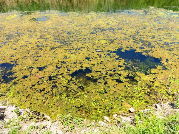 Wasserverschmutzung Umwelt Blühendes Wasser Algenwachstum Bildet Dicke Schichtmuster Auf Wasseroberfläche — Stockfoto