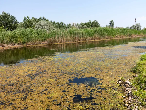 Inquinamento Dell Acqua Ambientale Acque Fiore Crescita Delle Alghe Formando — Foto Stock
