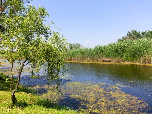 Vattenföroreningar Miljömässiga Blommande Vatten Algen Växten Bildar Tjockt Lager Mönster — Stockfoto