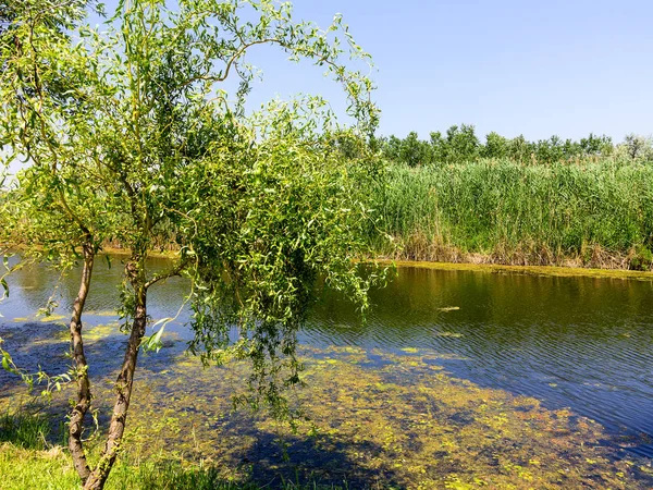Vattenföroreningar Miljömässiga Blommande Vatten Algen Växten Bildar Tjockt Lager Mönster — Stockfoto