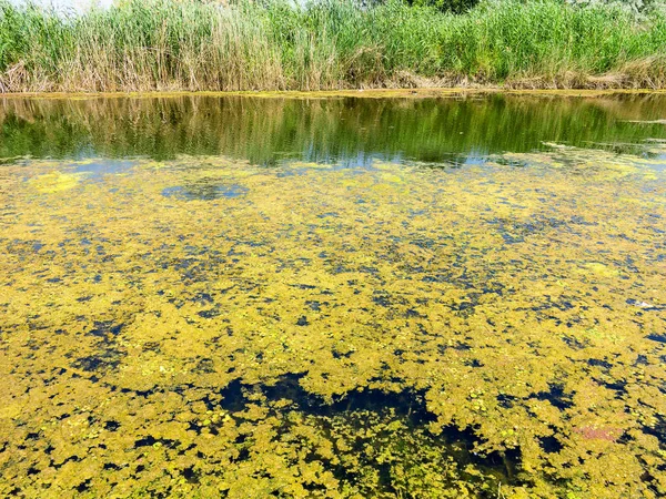 Water pollution environmental, blooming water. Algae growth forming thick layer pattern on water surface nature background texture