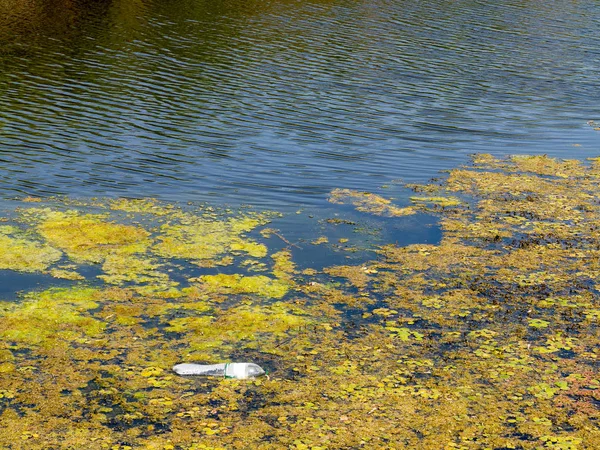 Water pollution environmental, blooming water. Algae growth forming thick layer pattern on water surface nature background texture