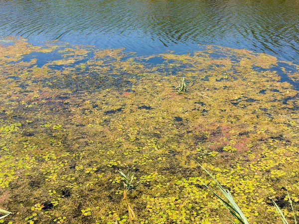 Water pollution environmental, blooming water. Algae growth forming thick layer pattern on water surface nature background texture