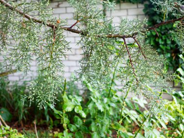 Ardıç şube yağmur sonra su damlaları. Seçici focu