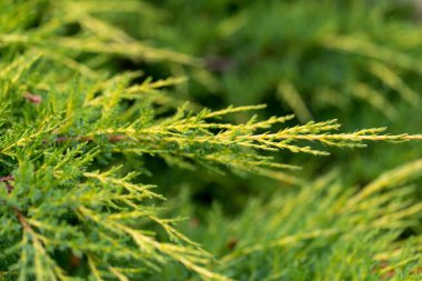 Ardıç şube yağmur sonra su damlaları. Seçici focu