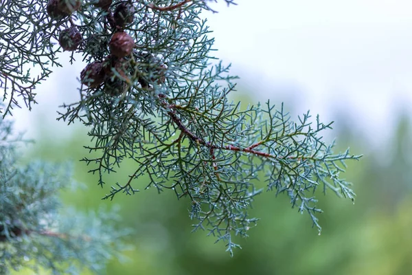 Drops of water on the juniper branch after rain. Selective focu