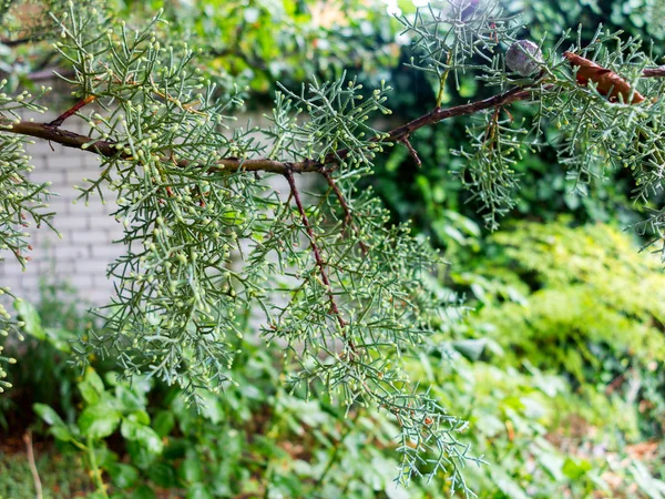 雨后在杜松树枝上滴水 选择性 Focu — 图库照片