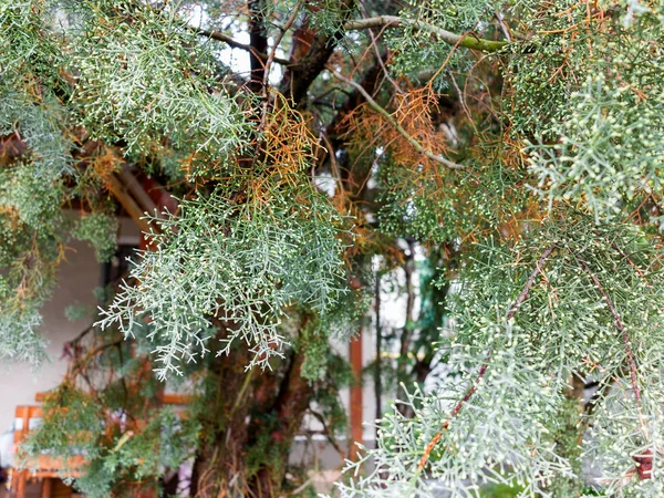 Drops of water on the juniper branch after rain. Selective focu