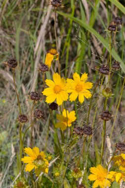 güneşli bir yaz çiçeklenme çiçekler bolluk. Seçici odak