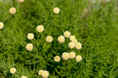 güneşli bir yaz çiçeklenme çiçekler bolluk. Seçici odak