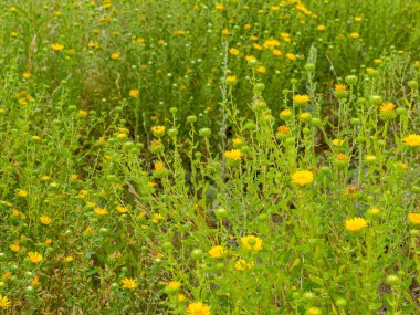 güneşli bir yaz çiçeklenme çiçekler bolluk. Seçici odak