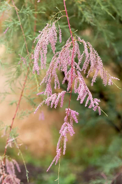 令人难以置信的美丽 用娇嫩的粉红色花朵 柽柳灌木 软选择性聚焦 — 图库照片