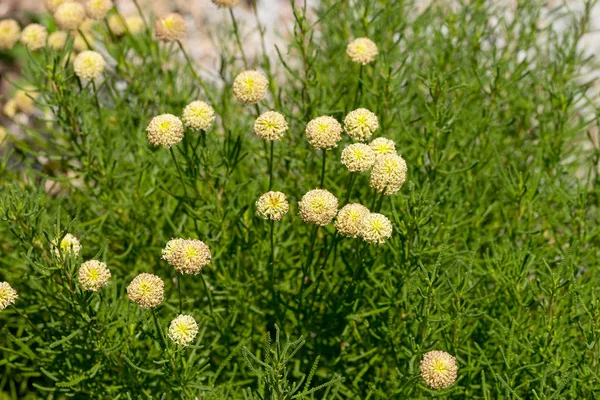 Abundance Flowering Wildflowers Summer Sunny Day Selective Focus — Stock Photo, Image