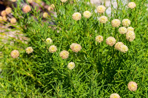 在夏日晴朗的日子里盛开的野花丰富 选择性聚焦 — 图库照片