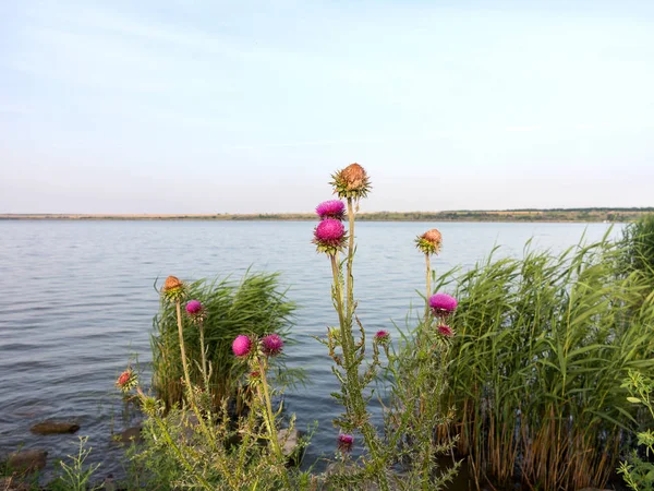 Rosa Blomma Tistel Blom Våren Stranden Sjön — Stockfoto