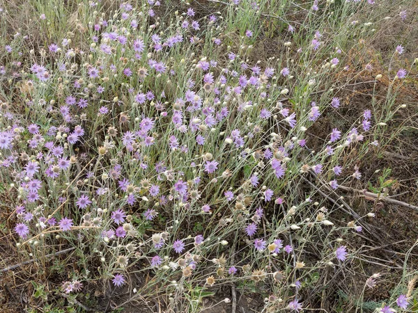 Abundance Flowering Wildflowers Summer Sunny Day Selective Focus — Stock Photo, Image