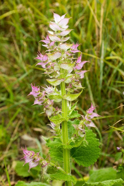 Flores Cor Rosa Inglês Clary Sage Wort Painted Muscat Sage — Fotografia de Stock