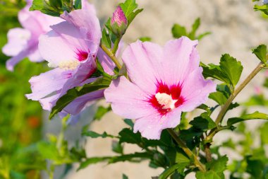 Güneş güzel büyük Althea çiçekli çalı. Bu güzel çiçek olarak da bilinen Rose of Sharon ve ebegümeci Aile, ama çok daha soğuk hardy sonra tropikal çeşitleri vardır.
