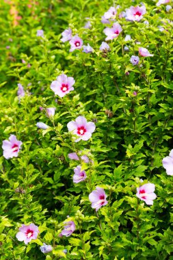 Güneş güzel büyük Althea çiçekli çalı. Bu güzel çiçek olarak da bilinen Rose of Sharon ve ebegümeci Aile, ama çok daha soğuk hardy sonra tropikal çeşitleri vardır.