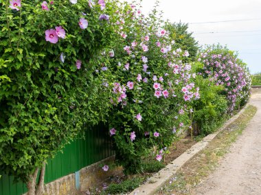 Güneş güzel büyük Althea çiçekli çalı. Bu güzel çiçek olarak da bilinen Rose of Sharon ve ebegümeci Aile, ama çok daha soğuk hardy sonra tropikal çeşitleri vardır.