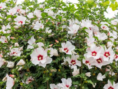 Güneş güzel büyük Althea çiçekli çalı. Bu güzel çiçek olarak da bilinen Rose of Sharon ve ebegümeci Aile, ama çok daha soğuk hardy sonra tropikal çeşitleri vardır.