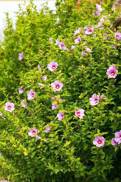 Beau Grand Arbuste Fleuri Althea Soleil Ces Belles Fleurs Sont — Photo