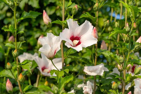 Beau Grand Arbuste Fleuri Althea Soleil Ces Belles Fleurs Sont — Photo