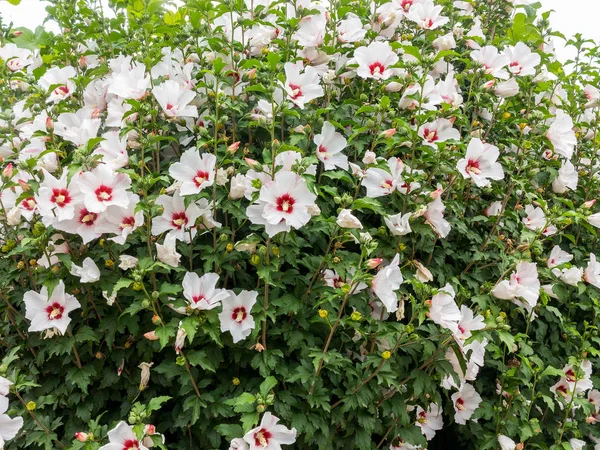 美しい大きなタチアオイ開花低木太陽の下で これらの美しい花 ムクゲとも呼ばれます ハイビスカスの仲間が多く冷たい丈夫 熱帯の品種は — ストック写真