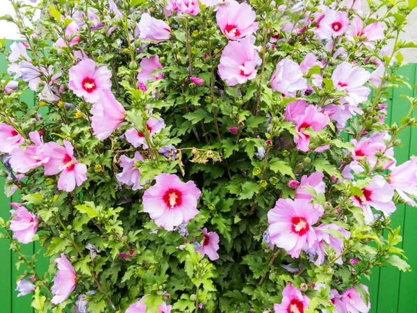 Beau Grand Arbuste Fleuri Althea Soleil Ces Belles Fleurs Sont — Photo