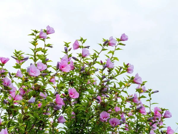 美しい大きなタチアオイ開花低木太陽の下で これらの美しい花 ムクゲとも呼ばれます ハイビスカスの仲間が多く冷たい丈夫 熱帯の品種は — ストック写真