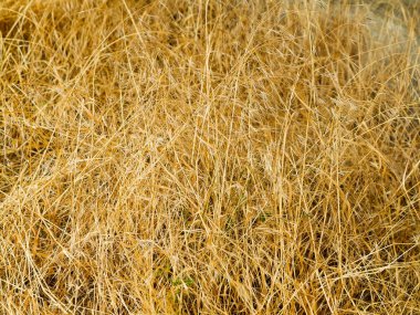 Güneş güzel büyük Althea çiçekli çalı. Bu güzel çiçek olarak da bilinen Rose of Sharon ve ebegümeci Aile, ama çok daha soğuk hardy sonra tropikal çeşitleri vardır.