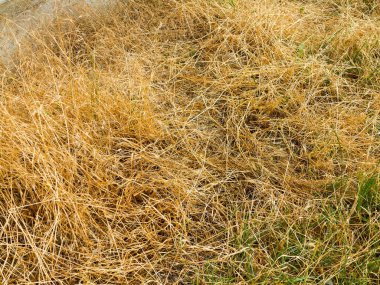 Güneş güzel büyük Althea çiçekli çalı. Bu güzel çiçek olarak da bilinen Rose of Sharon ve ebegümeci Aile, ama çok daha soğuk hardy sonra tropikal çeşitleri vardır.