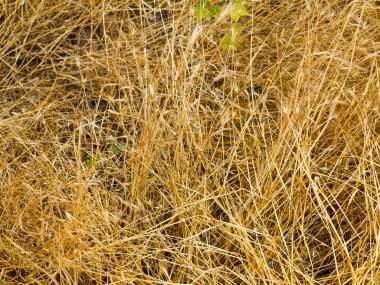 Arka planda sarı ve yeşil spikelets, yeşil çim Makinası.