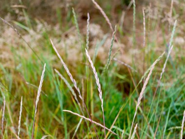Arka planda sarı ve yeşil spikelets, yeşil çim Makinası.