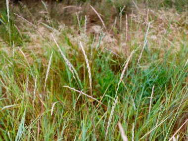 Arka planda sarı ve yeşil spikelets, yeşil çim Makinası.