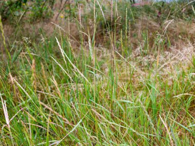 Arka planda sarı ve yeşil spikelets, yeşil çim Makinası.