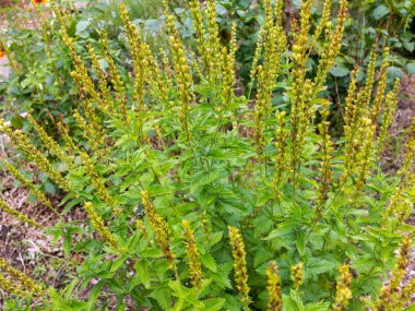 Taze kekik otlar - thymus vulgaris - bahçede büyüyen