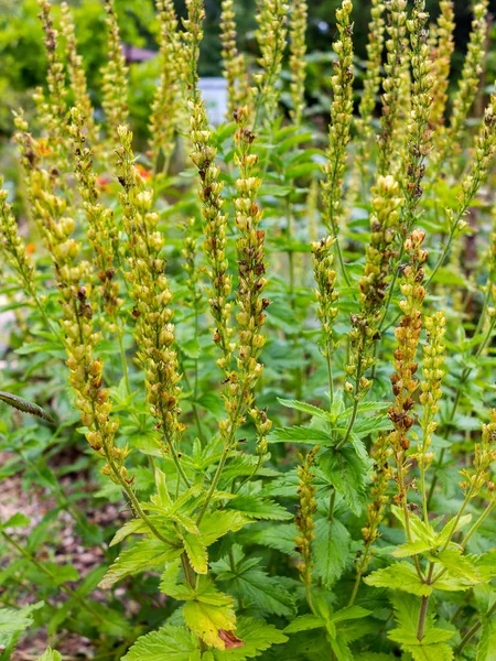 新鲜百里香草本 在花园中生长的胸腺 — 图库照片