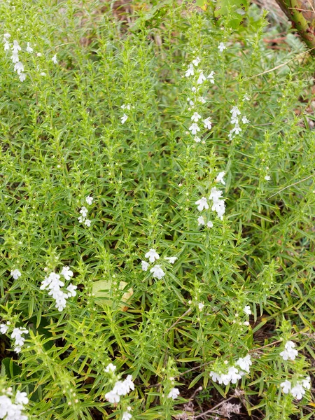 新鲜百里香草本 在花园中生长的胸腺 — 图库照片