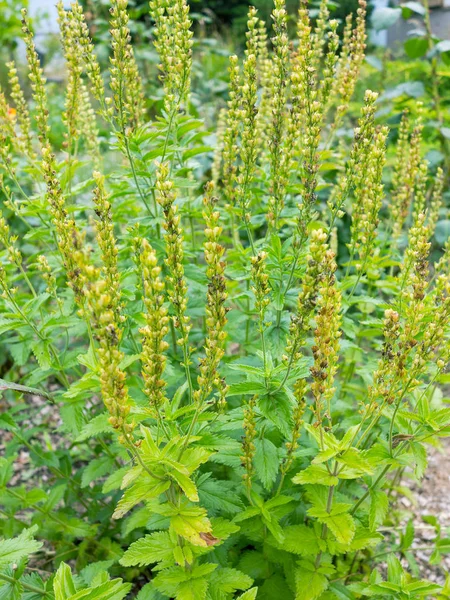 新鲜百里香草本 在花园中生长的胸腺 — 图库照片