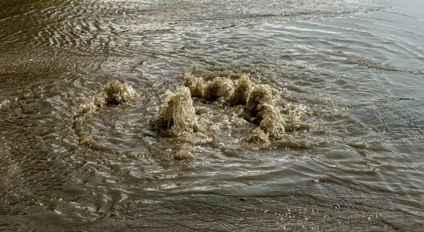 Water flows out of drainage hatch. Drainage fountain of sewage. Accident in sewage system. Dirty sewer water flows fountain on road. Drainage system for wastewater discharge does not work