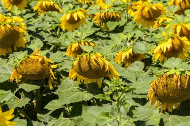 Tarım. Ayçiçeği çiçek çiçek çiftlik alanında. Doğal yaz arka plan ayçiçeği parlak bir alan. Yağ tohum kültür kırsal bir alanda büyüyor. Seçici odak