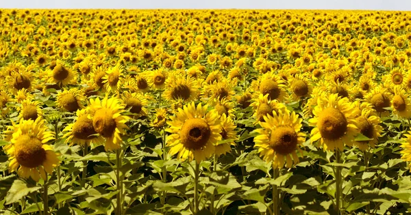 Panorama Rolnictwa Kwiat Kwitnących Słonecznika Farmie Pola Naturalne Lato Tle — Zdjęcie stockowe