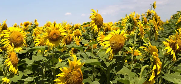 PANORAMA. Agriculture. A blossoming sunflower flower on farm field. Natural summer background of a bright field of sunflowers. The culture of oilseed seeds is grown in rural areas. Selective focus