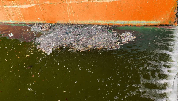 Garbage Water Van Afvalwater Kanaal Ecologisch Probleem Verontreiniging Van Het — Stockfoto