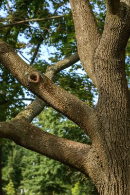 Eski bir büyük ağacı dalı. Meşe ormanı, dalları ile güçlü bir büyük gövde ve içi boş bir yetişir