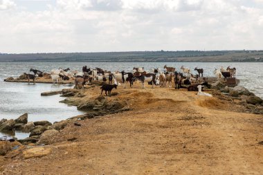 Keçi sürüsü sıcaktan göl kıyısı şiş kaydedilir. Çiftlik hayvanları, keçi göle yağmur önce yanmış kıyısında. Nehir kıyısında keçi sürüsü kümesine
